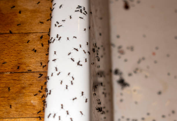 Best Best Pest Control Companies  in Bristow, OK