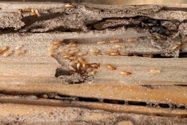 Best Wasp Removal Services  in Bristow, OK
