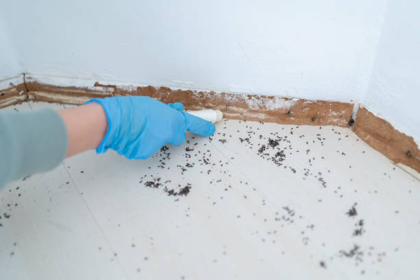 Best Pest Control Near Me  in Bristow, OK